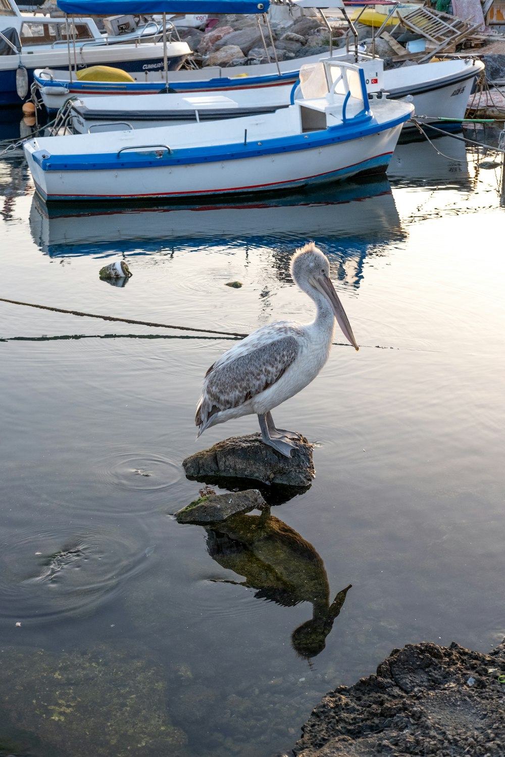 a bird is standing on a rock in the water