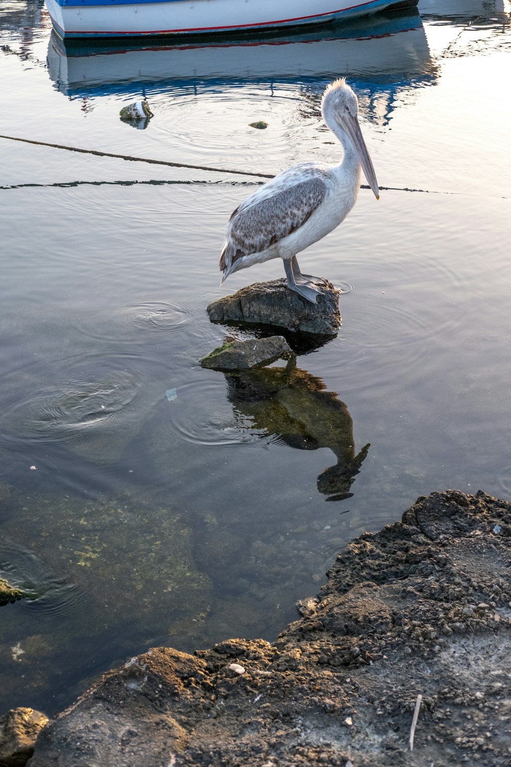 a bird is standing on a rock in the water