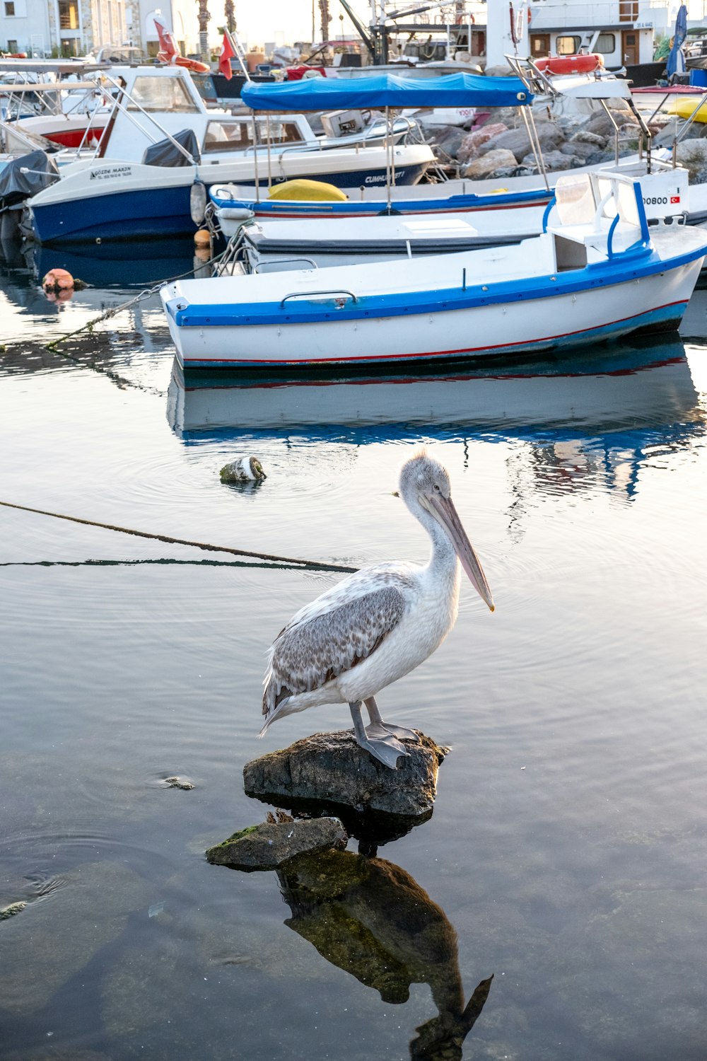 a pelican is standing on a rock in the water