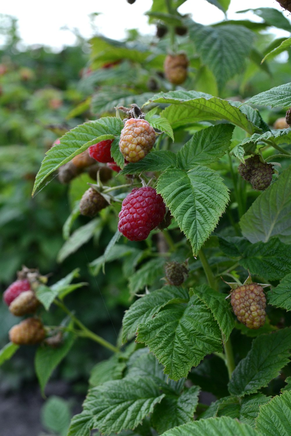 raspberries growing on a tree in a field