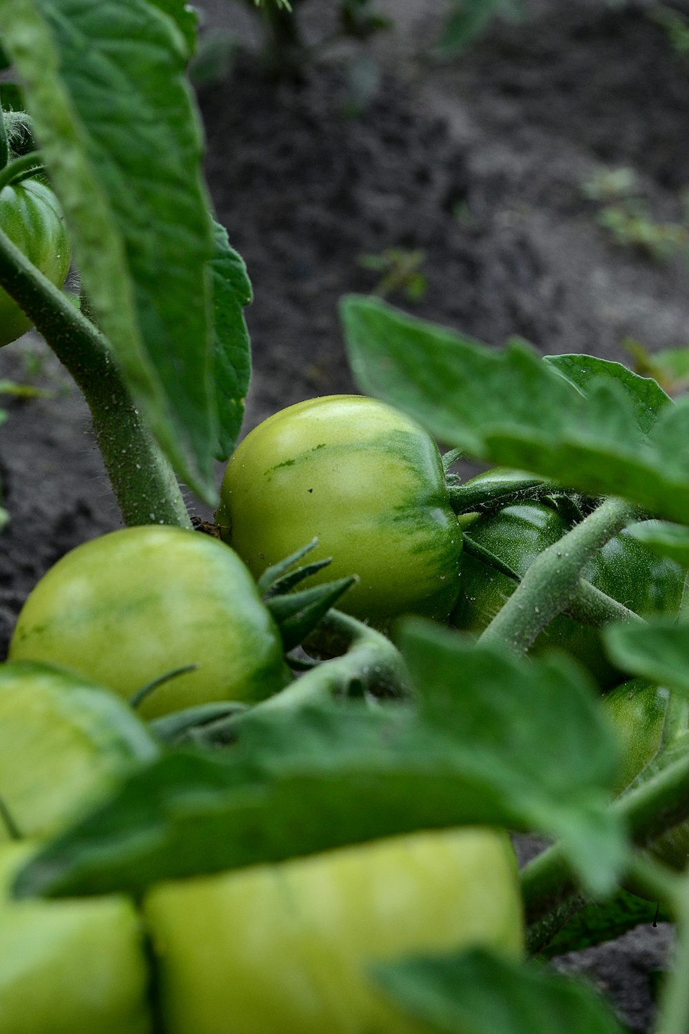 a group of green tomatoes growing in a garden