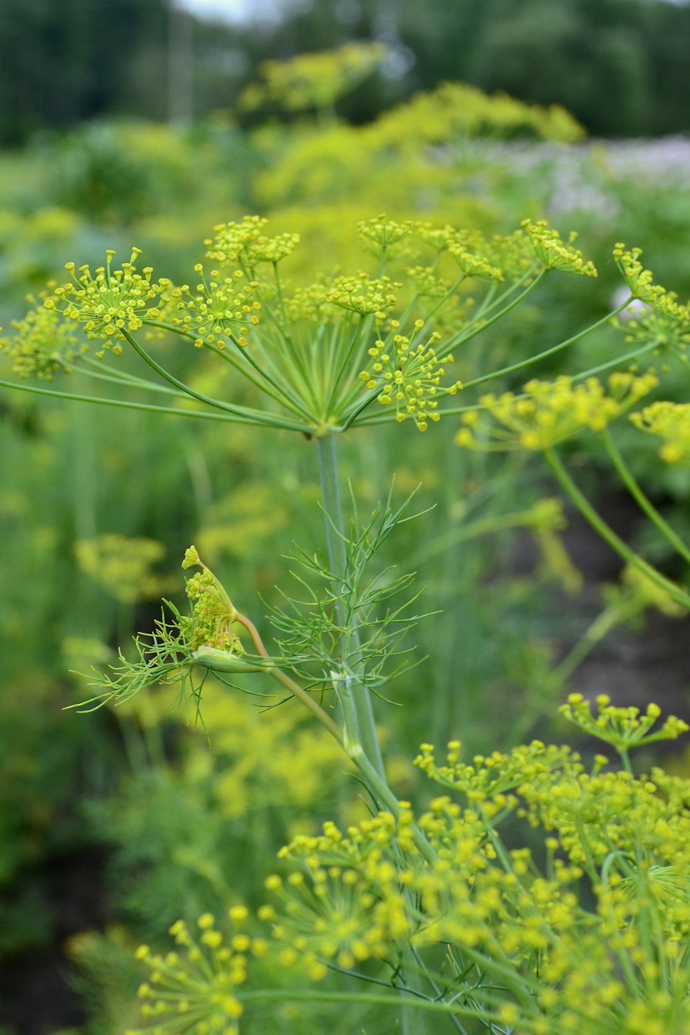 a close up of a plant in a field