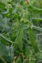 a close up of a green pea plant