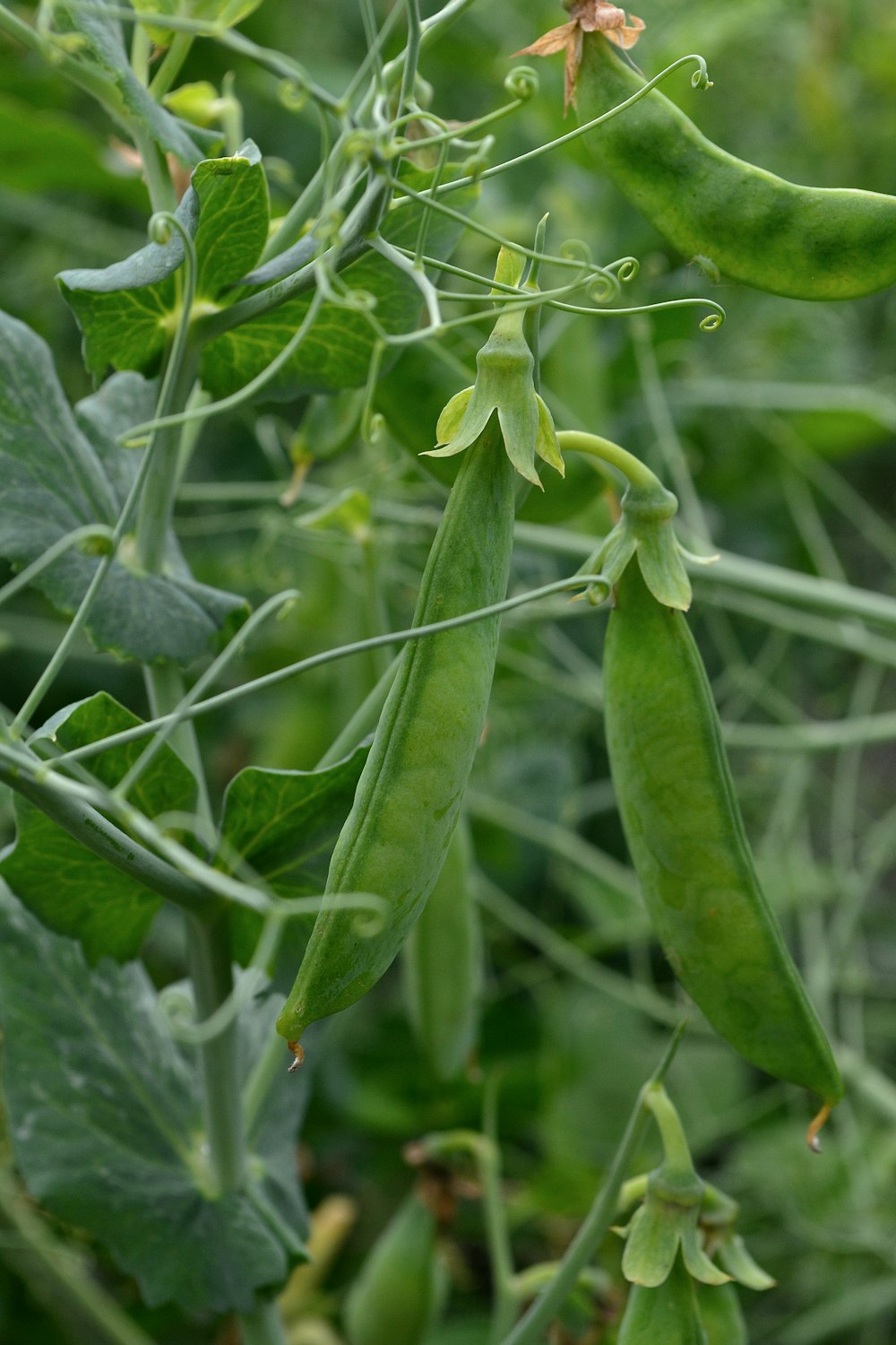 a close up of a green pea plant