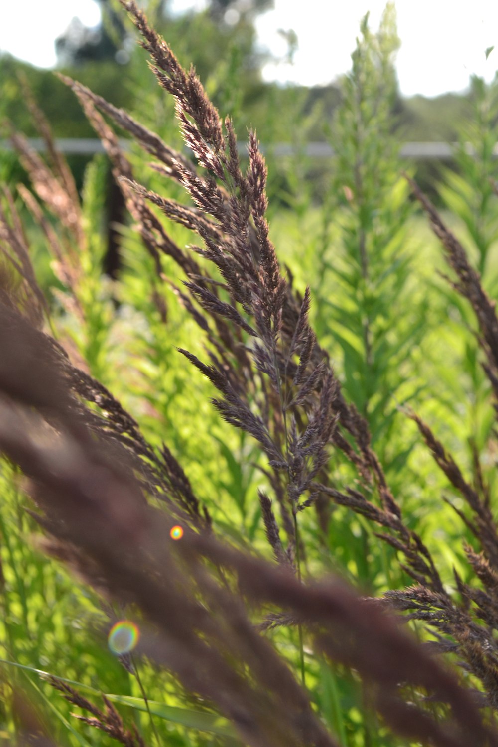 a field of tall grass with a fence in the background