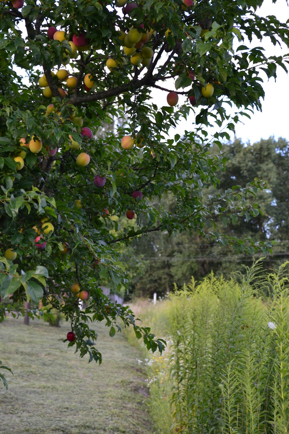 a tree filled with lots of fruit next to a lush green field