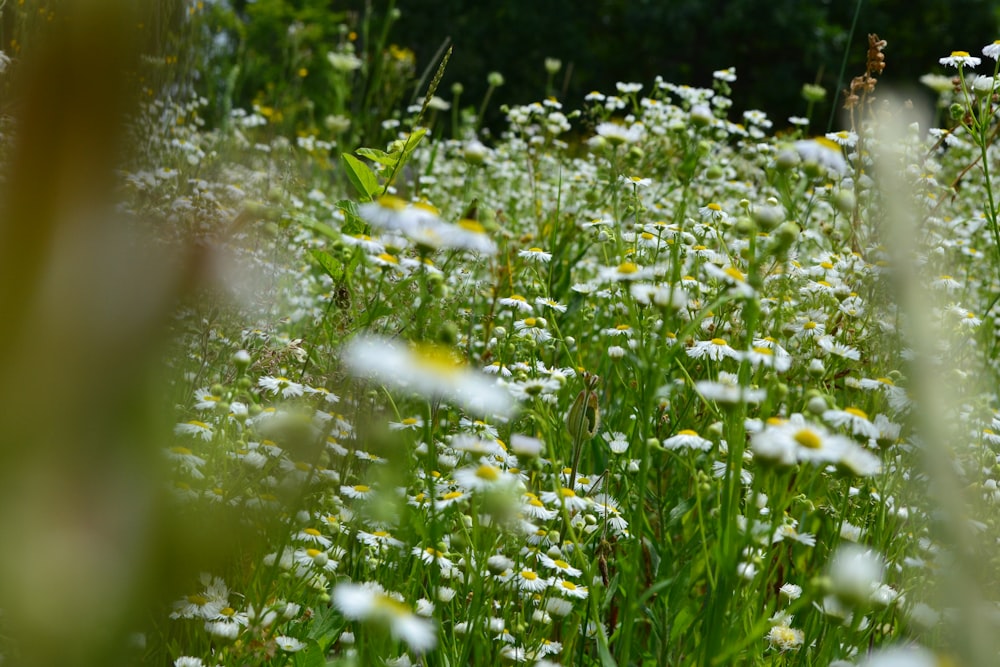 a field full of white and yellow flowers