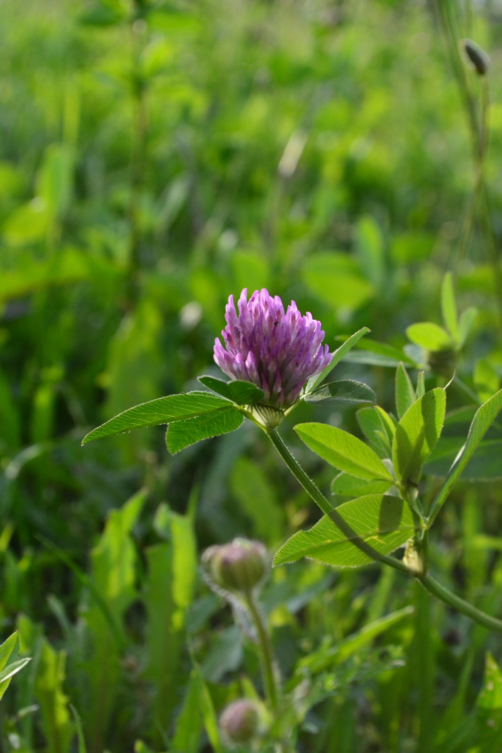 a purple flower in a field of green grass