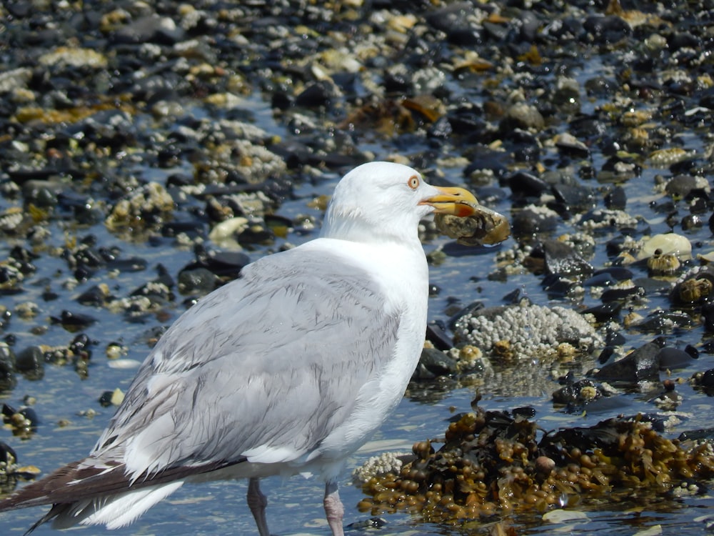 a seagull standing on a rocky beach with a fish in it's