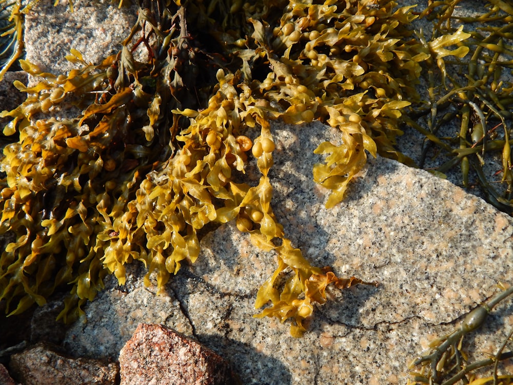 a close up of a rock with plants growing on it