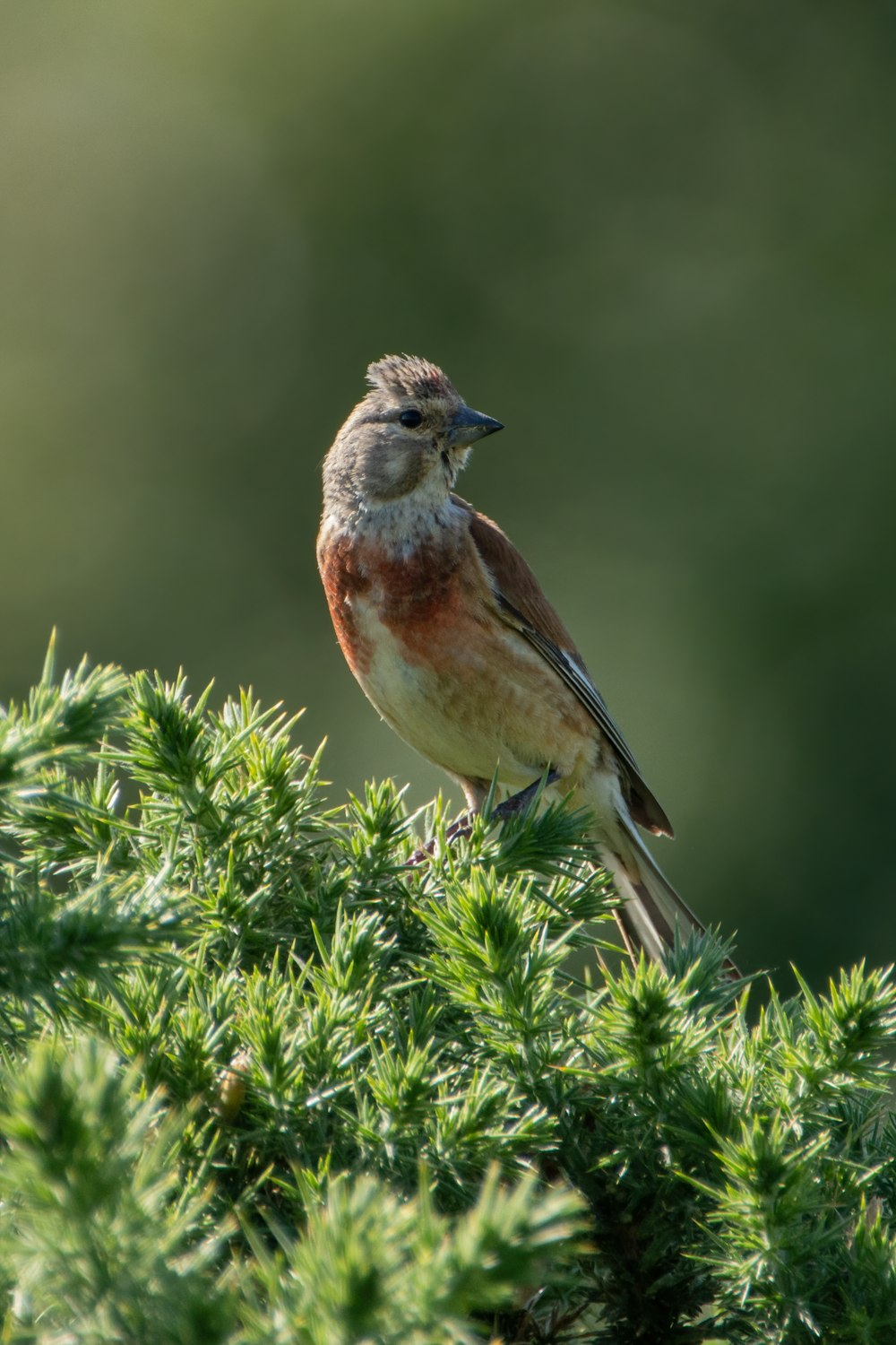 a small bird perched on top of a tree branch