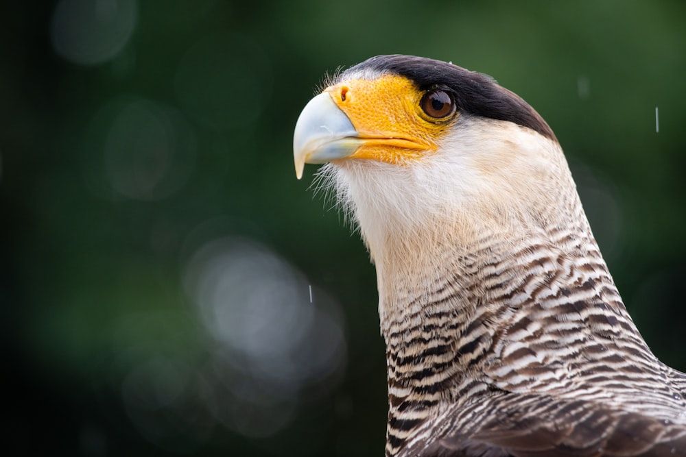 a close up of a bird with a blurry background