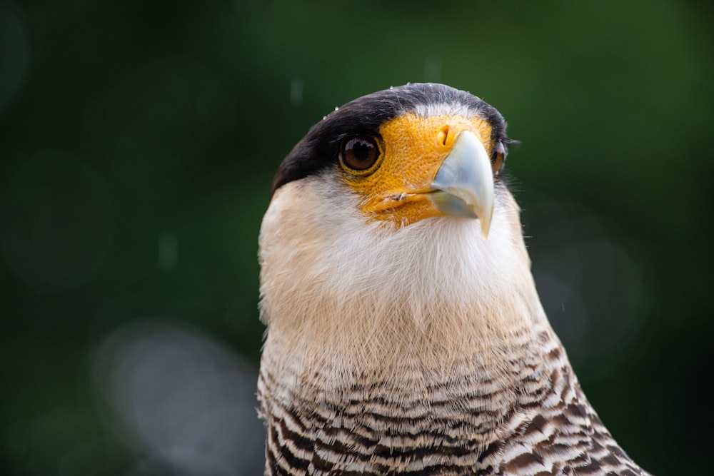 a close up of a bird with a blurry background