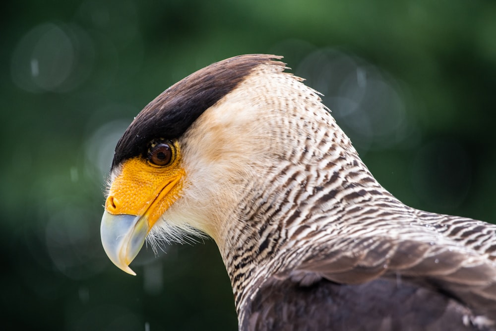 a close up of a bird of prey