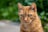 A close-up of a ginger cat with striking green eyes, surrounded by a blurred green background. The cat's fur is short and has a rich orange hue, with distinct markings around the eyes and muzzle.
