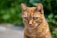 A close-up of a ginger cat with striking green eyes, surrounded by a blurred green background. The cat's fur is short and has a rich orange hue, with distinct markings around the eyes and muzzle.
