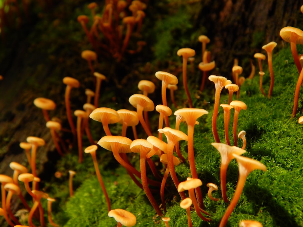 a group of mushrooms growing on the side of a tree