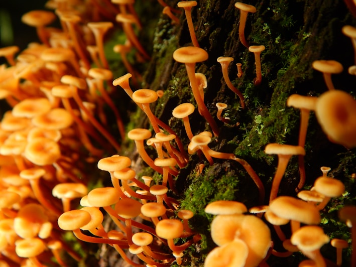 Close-up of vibrant orange Cordyceps militaris mushrooms growing on natural substrate