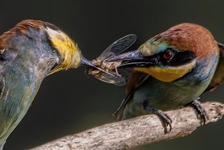 a couple of birds sitting on top of a tree branch