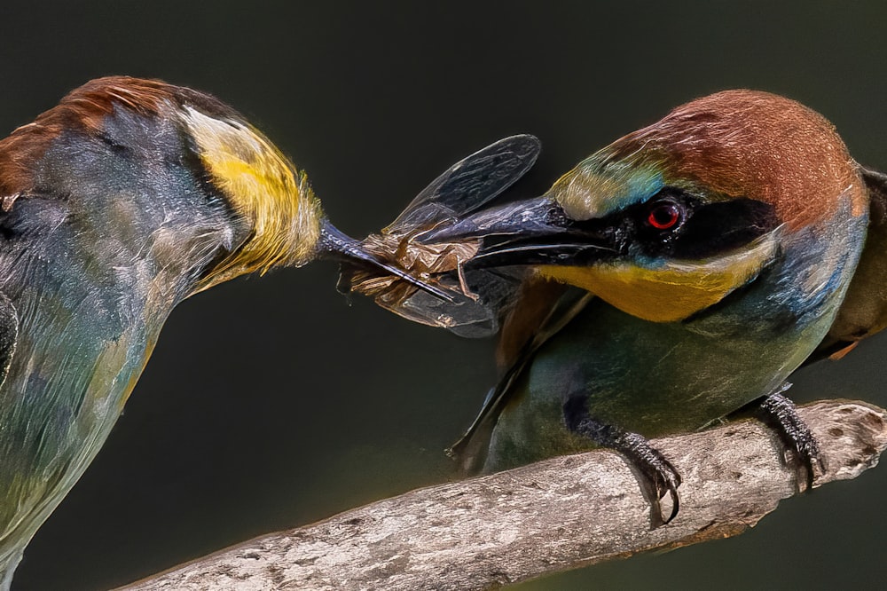 un couple d’oiseaux assis au sommet d’une branche d’arbre