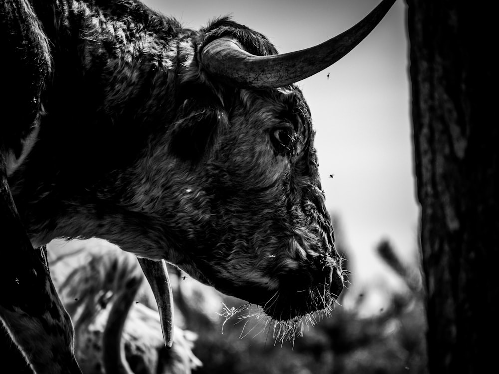 a black and white photo of a cow's head