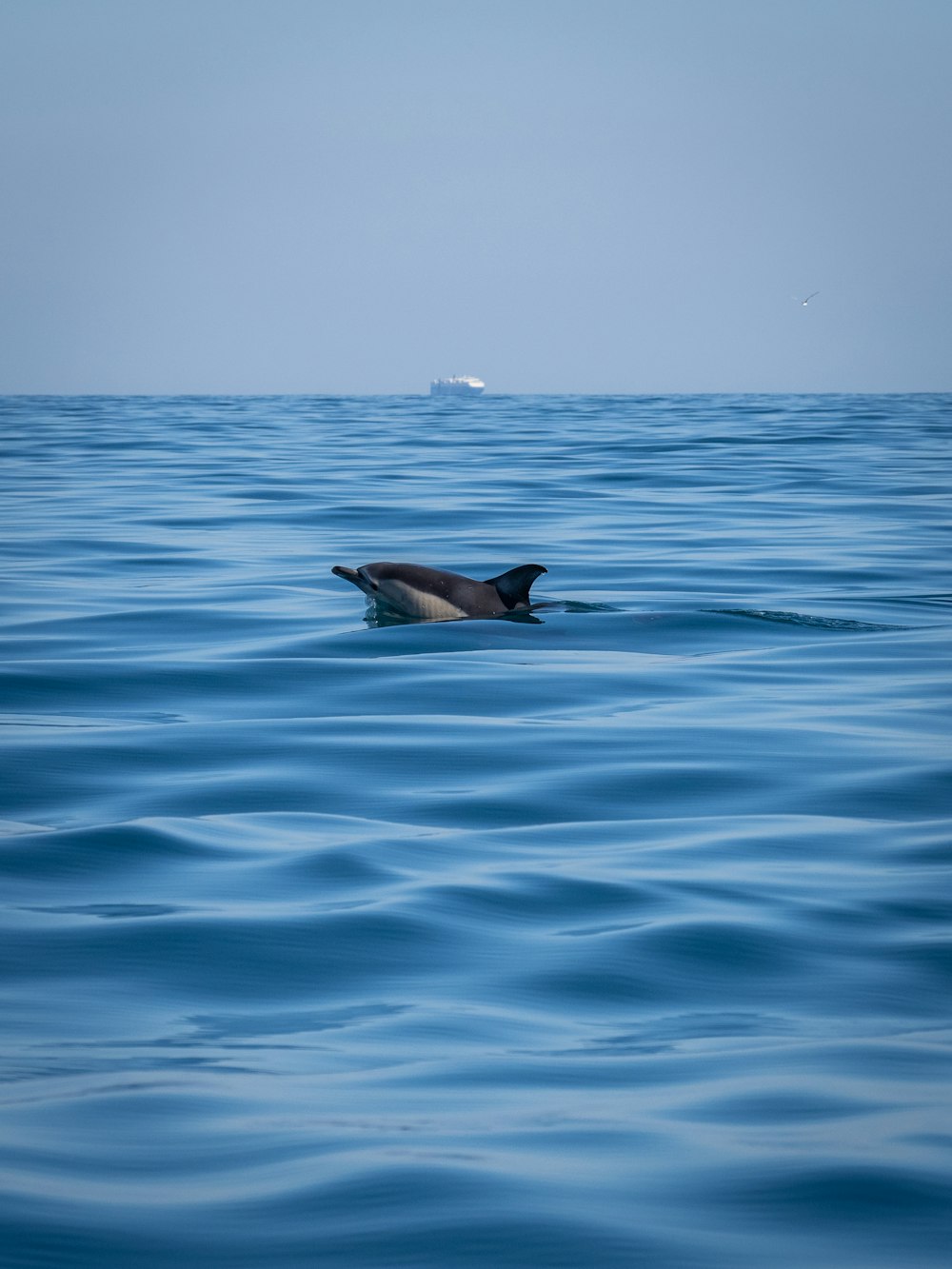 a dolphin swimming in the middle of the ocean