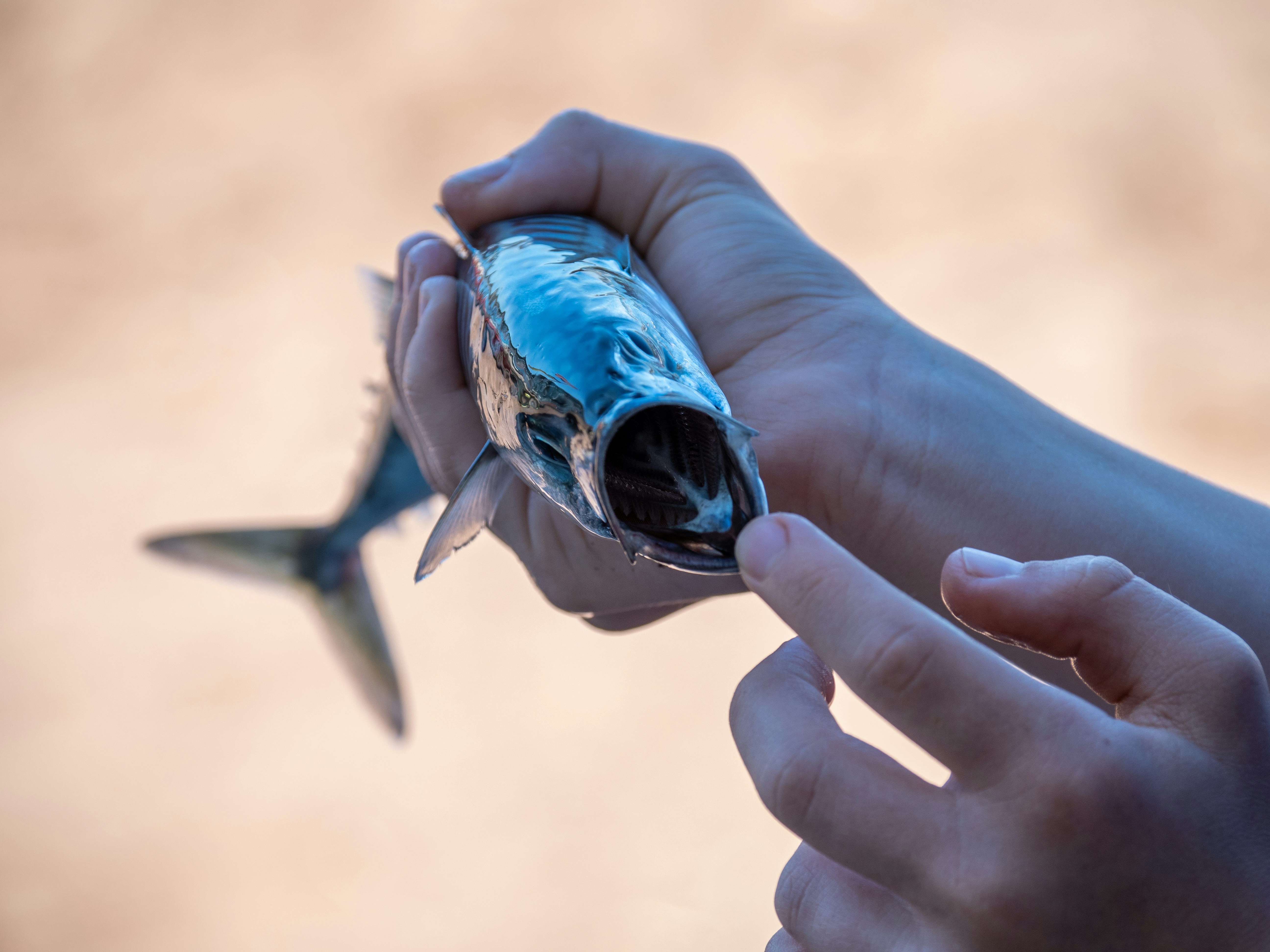 a person holding a fish in their hand