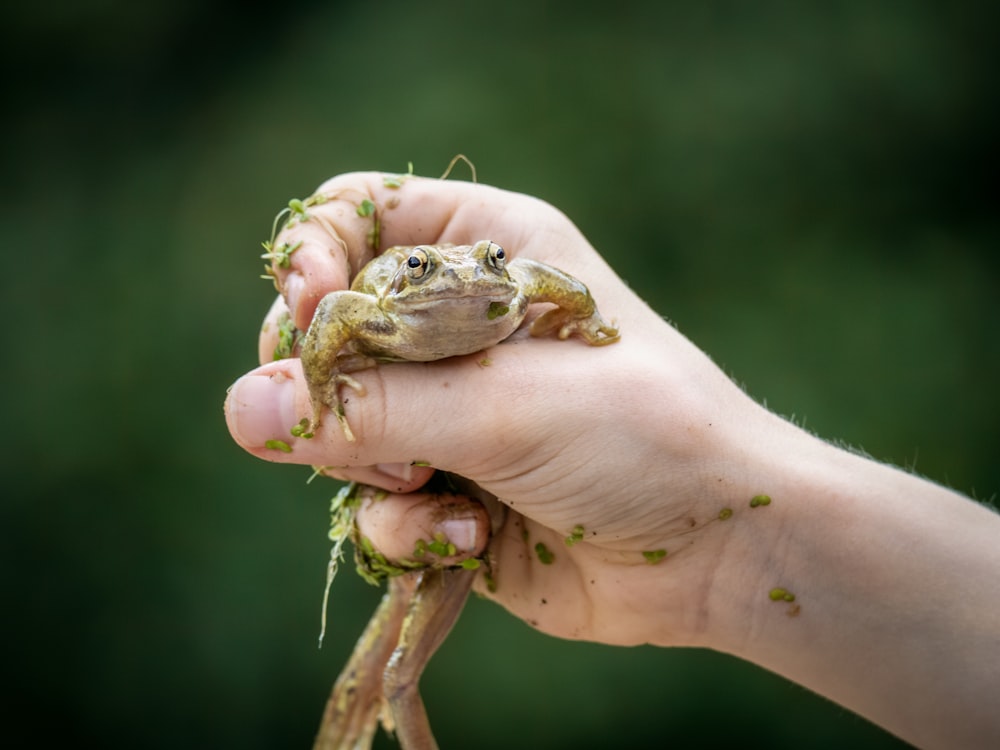 a person holding a frog in their hand