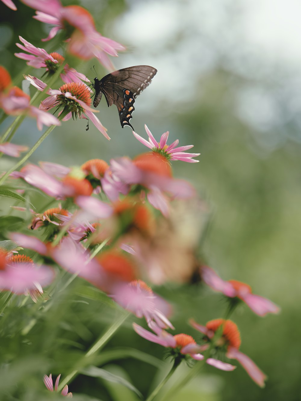 a butterfly is sitting on a pink flower