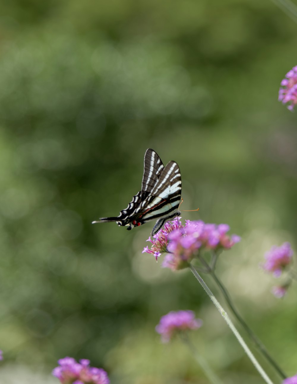 보라색 꽃 위에 앉아 있는 흑백 나비