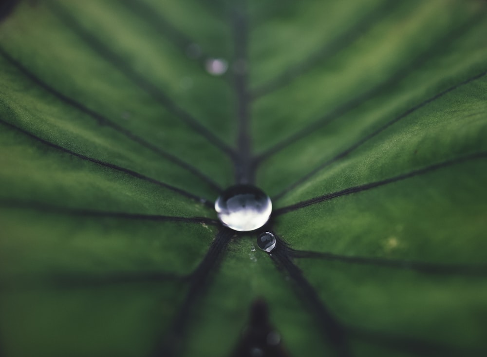 a green leaf with drops of water on it