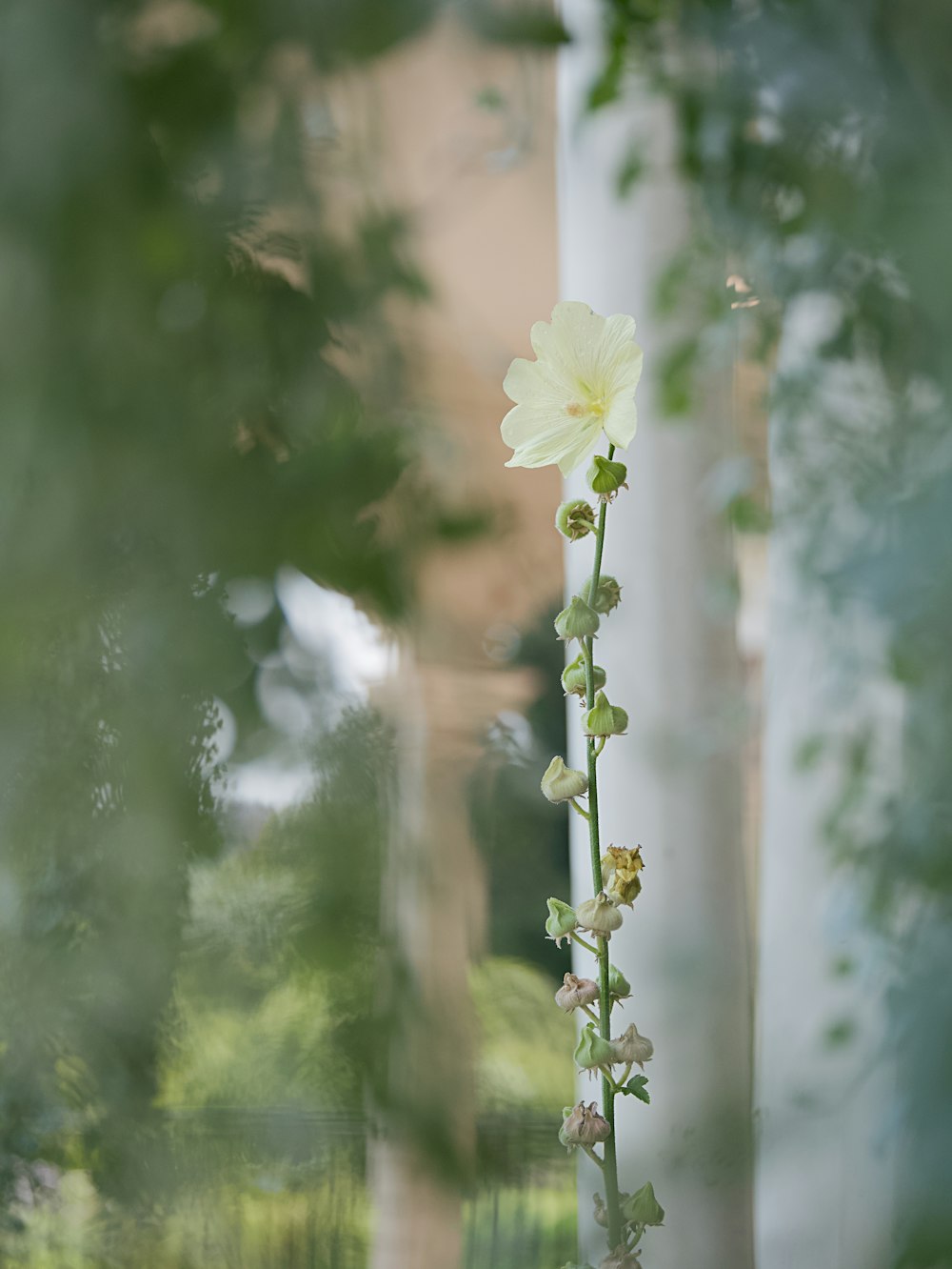 a tall white flower sitting on the side of a building