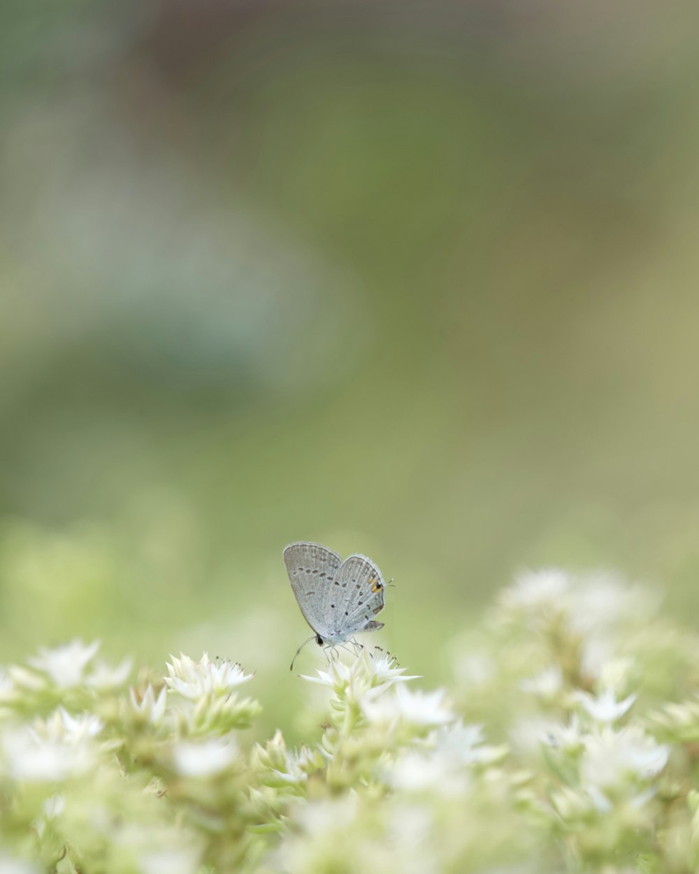 a small white butterfly sitting on top of a green plant