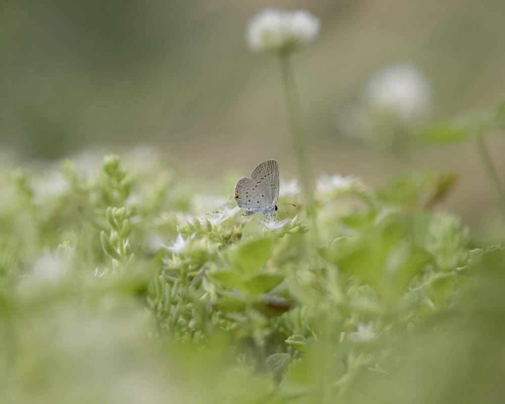 a small blue butterfly sitting on top of a green plant