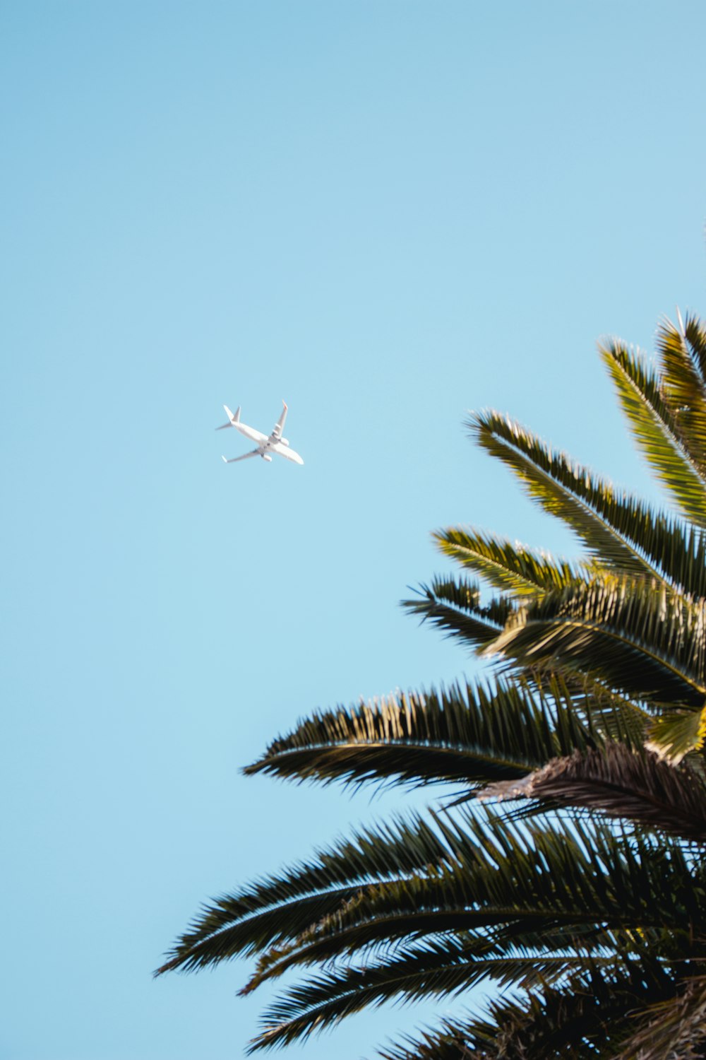 an airplane is flying over a palm tree