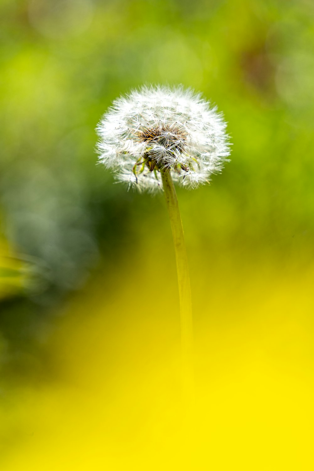 a close up of a dandelion with a blurry background