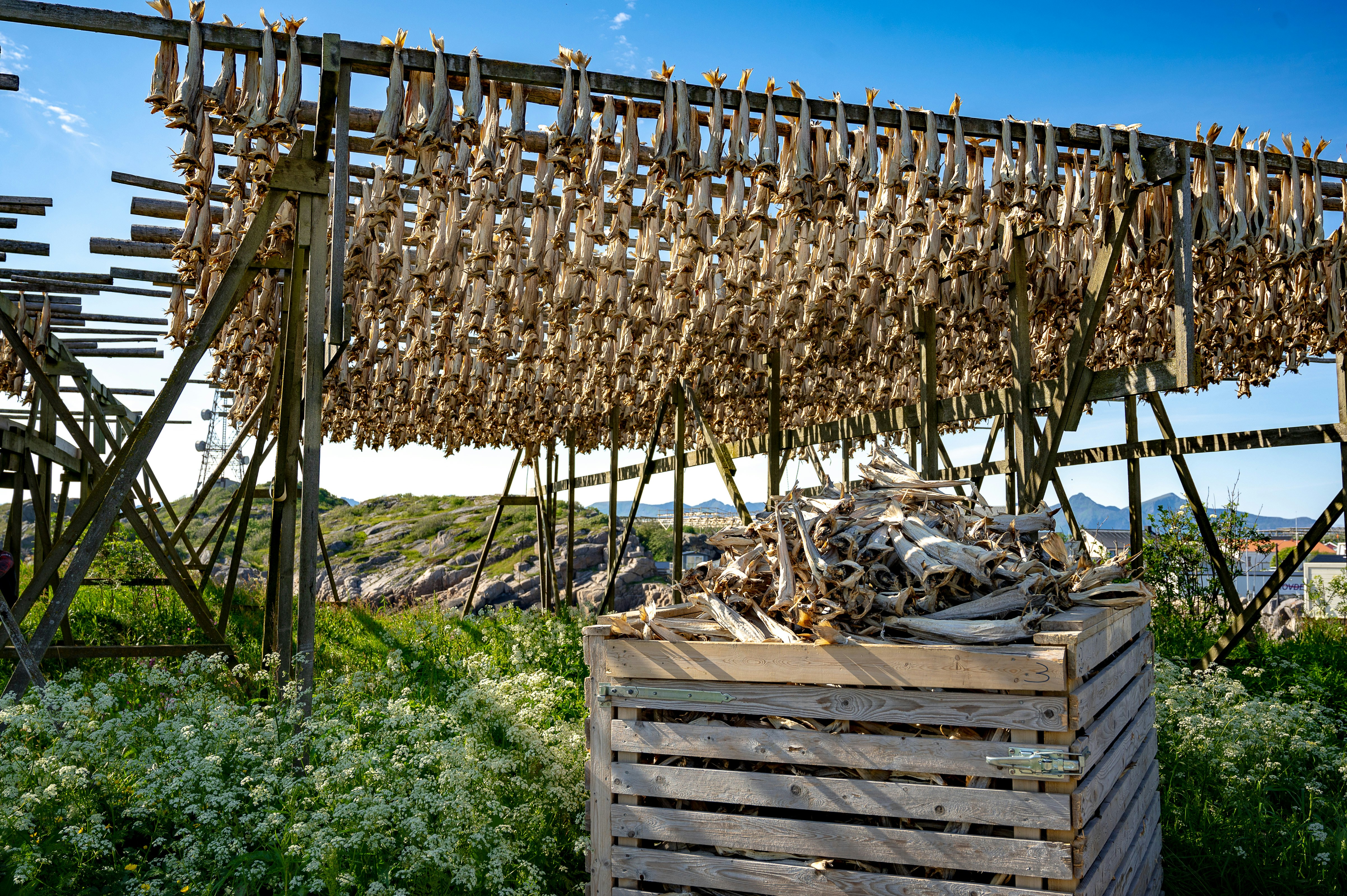 Essiccazione pesce rastrelliera