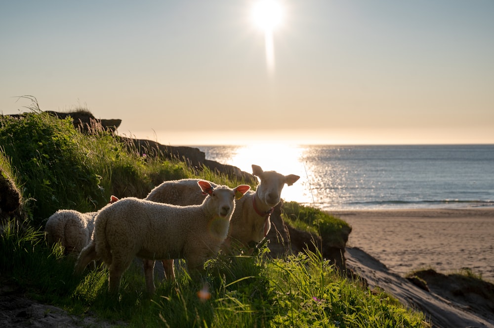 a herd of sheep standing on top of a lush green hillside