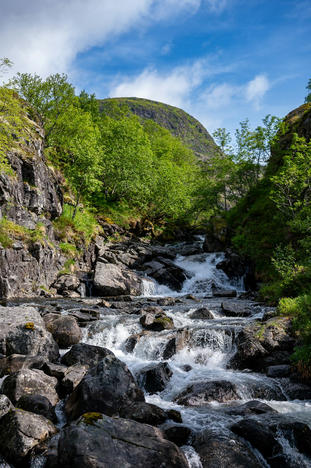 a river running through a lush green forest