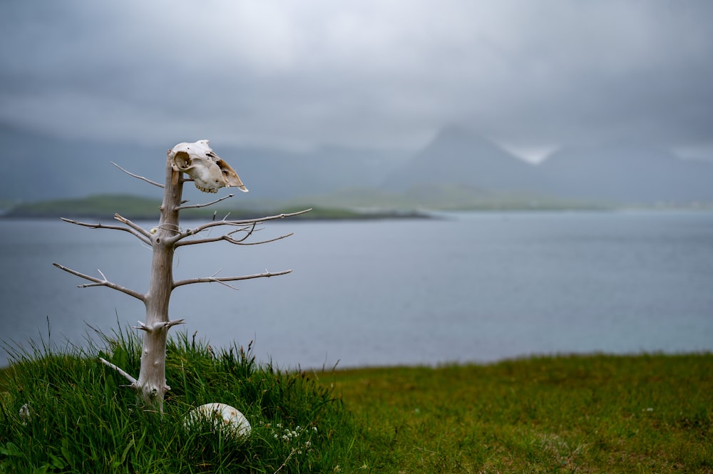 a dead tree in a field with a lake in the background