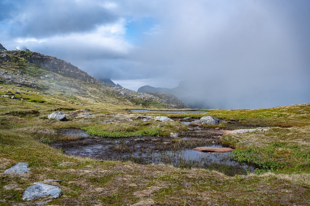 a small pond in the middle of a grassy field