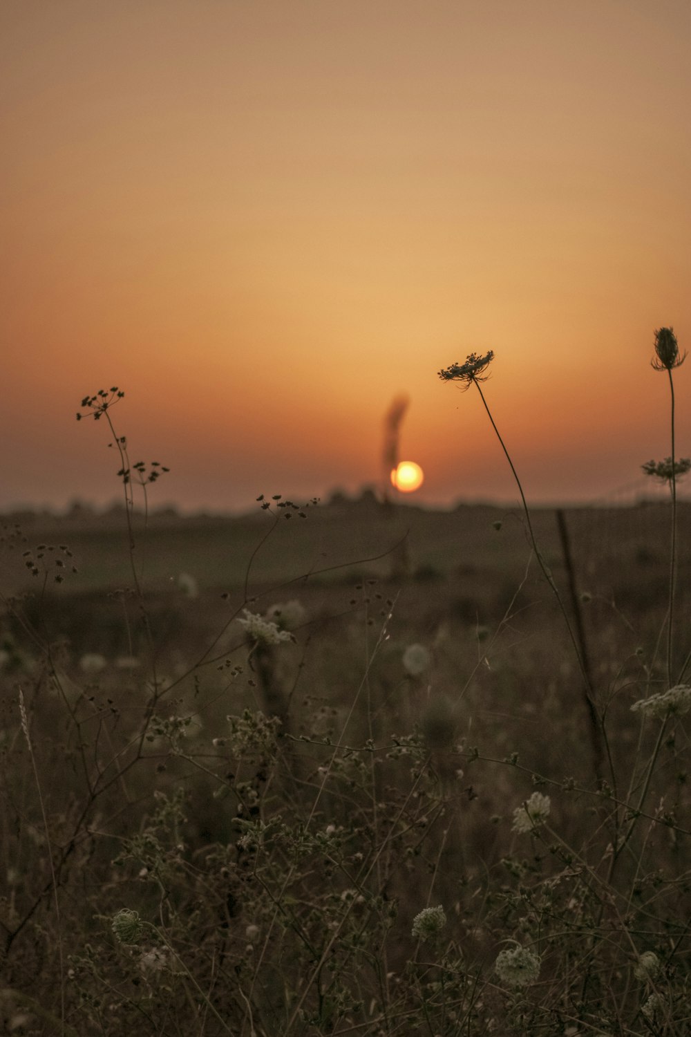 the sun is setting over a field of wildflowers