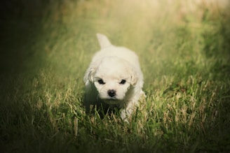 A Bernedoodle puppy playing gently in a sunlit garden with soft pastel flowers.