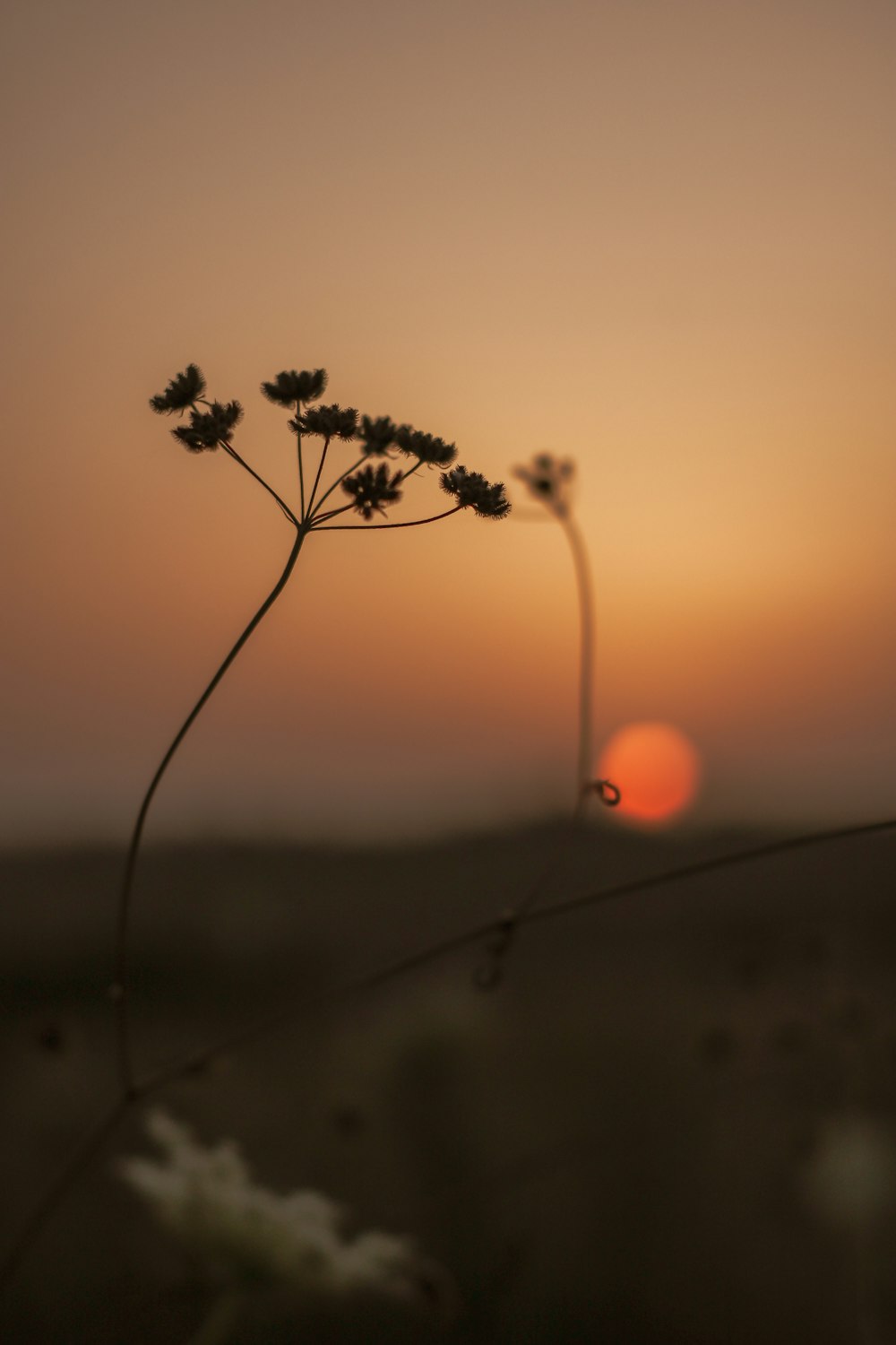 the sun is setting behind a plant in a field