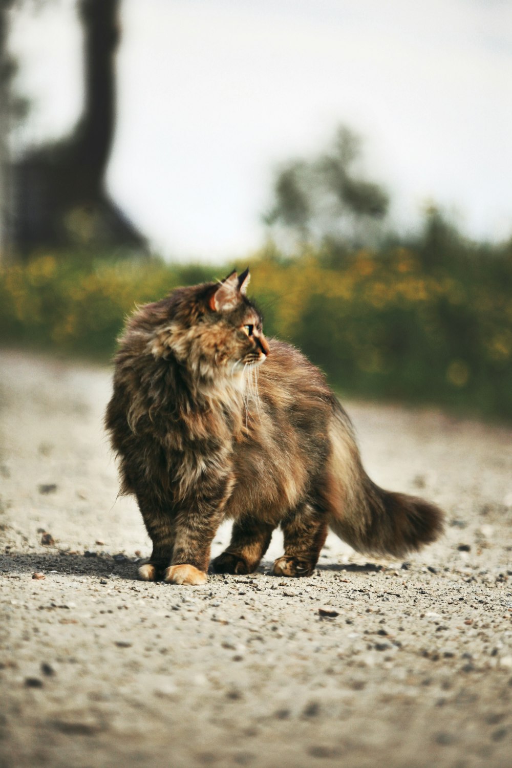 a long haired cat walking across a gravel road