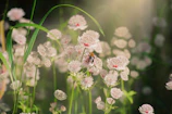 A vibrant flower bed buzzing with busy pollinators under soft afternoon light.