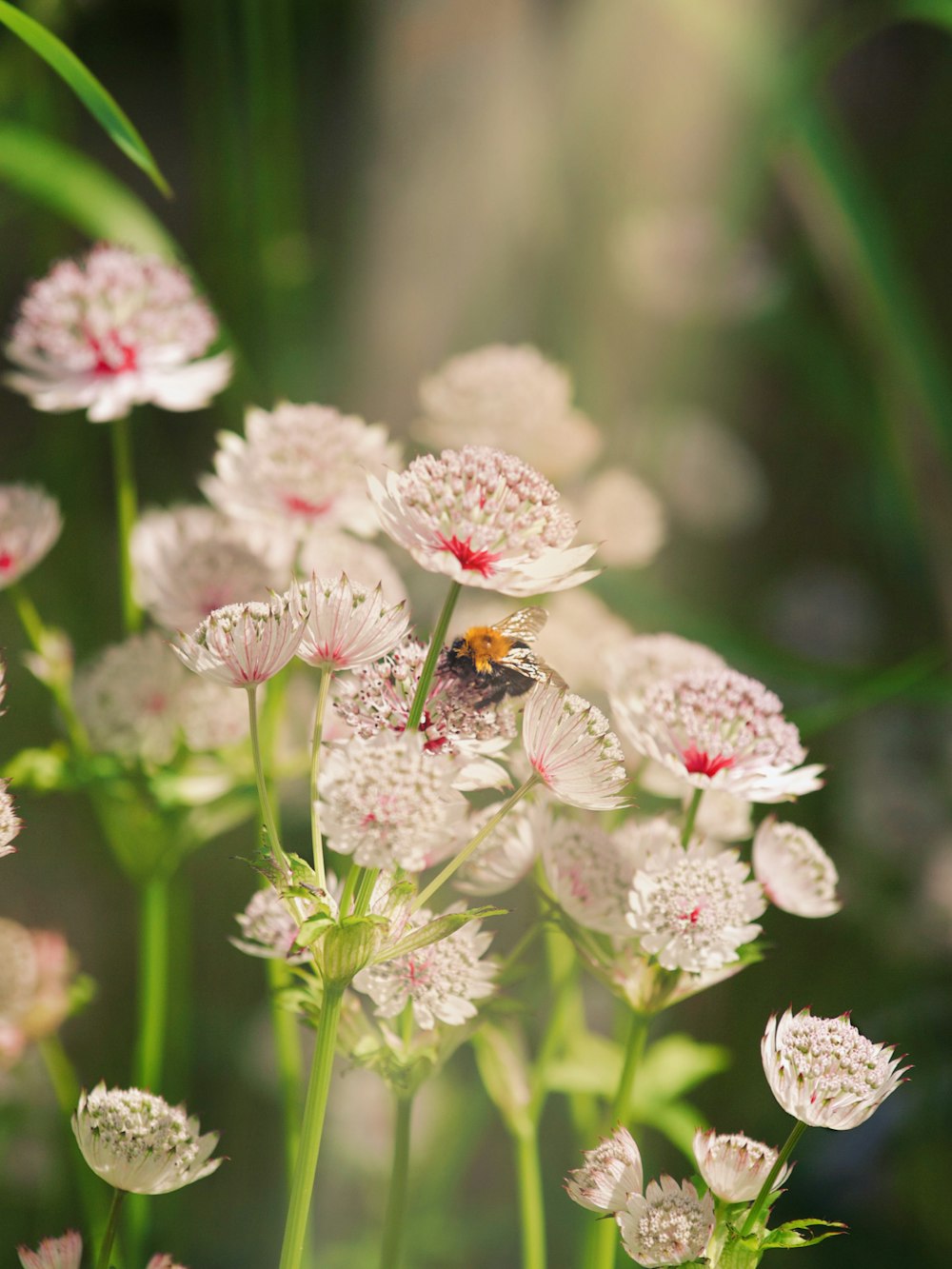 a bee is sitting on a white flower