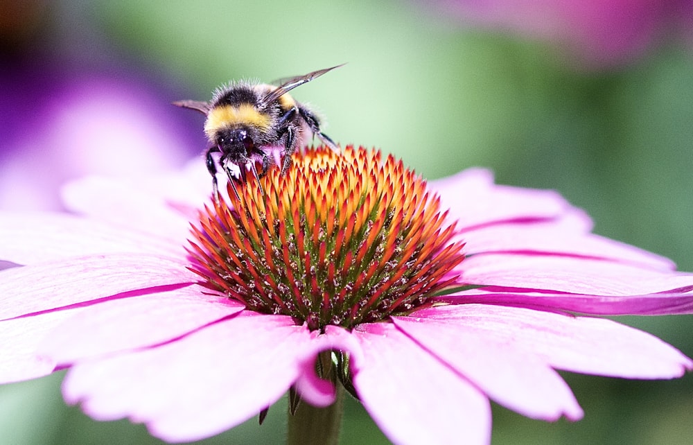 a bee sitting on top of a purple flower