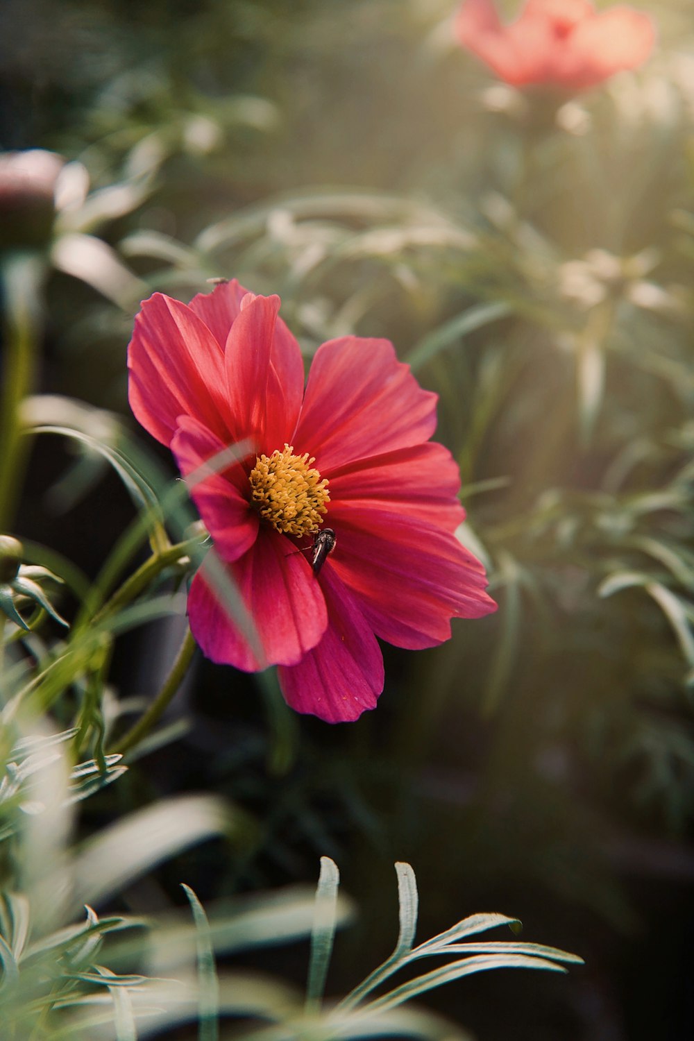 a pink flower with a bee on it