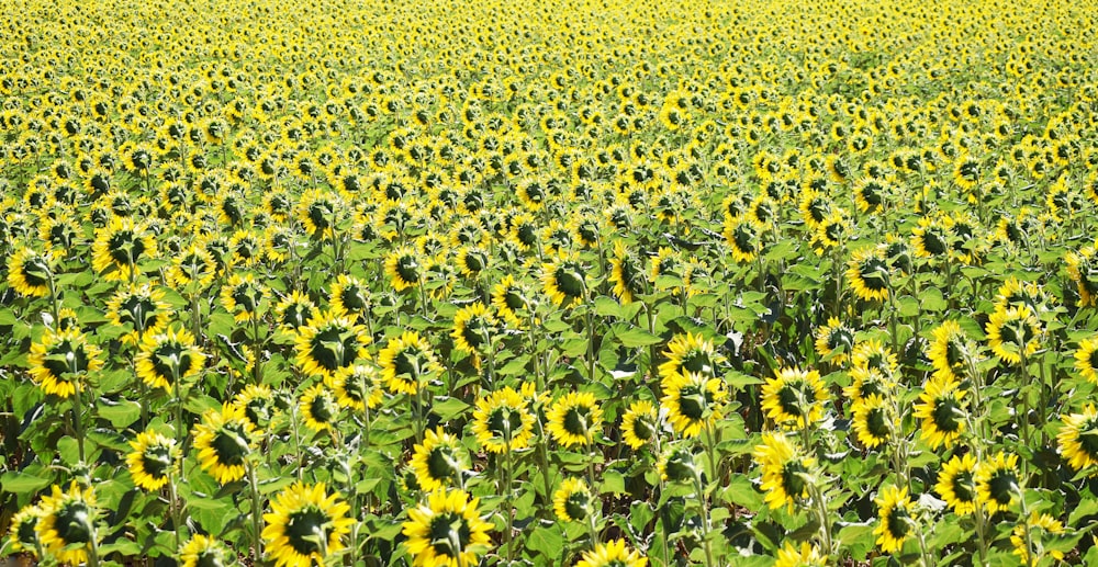 a large field of sunflowers with a sky background
